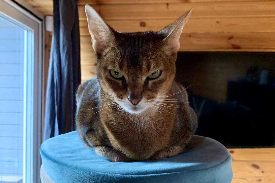 CF_cat_1