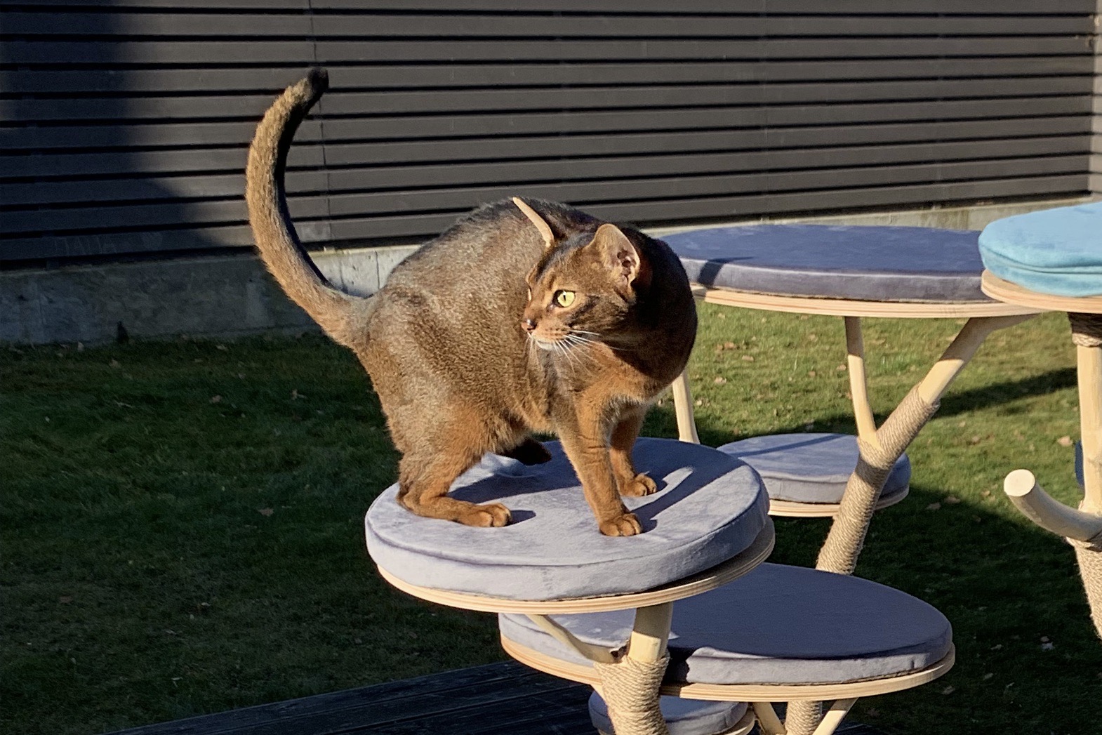 CF_cat_2