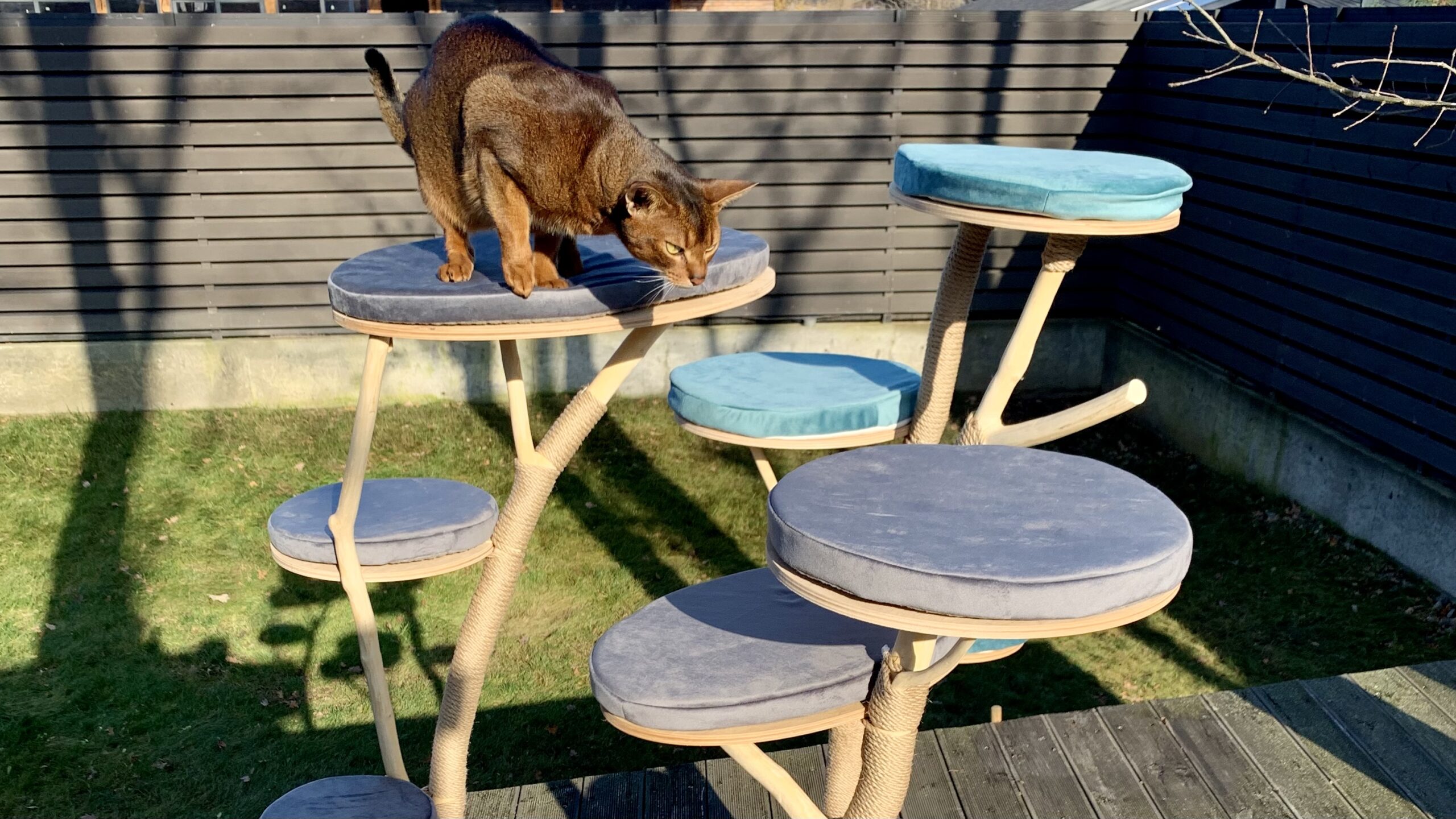 catforest-about-4